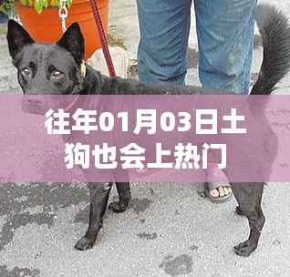 土狗也上热门,揭秘背后的故事