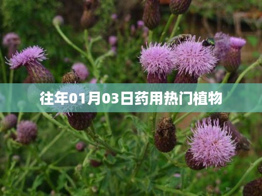 药用热门植物盘点,历年趋势解析